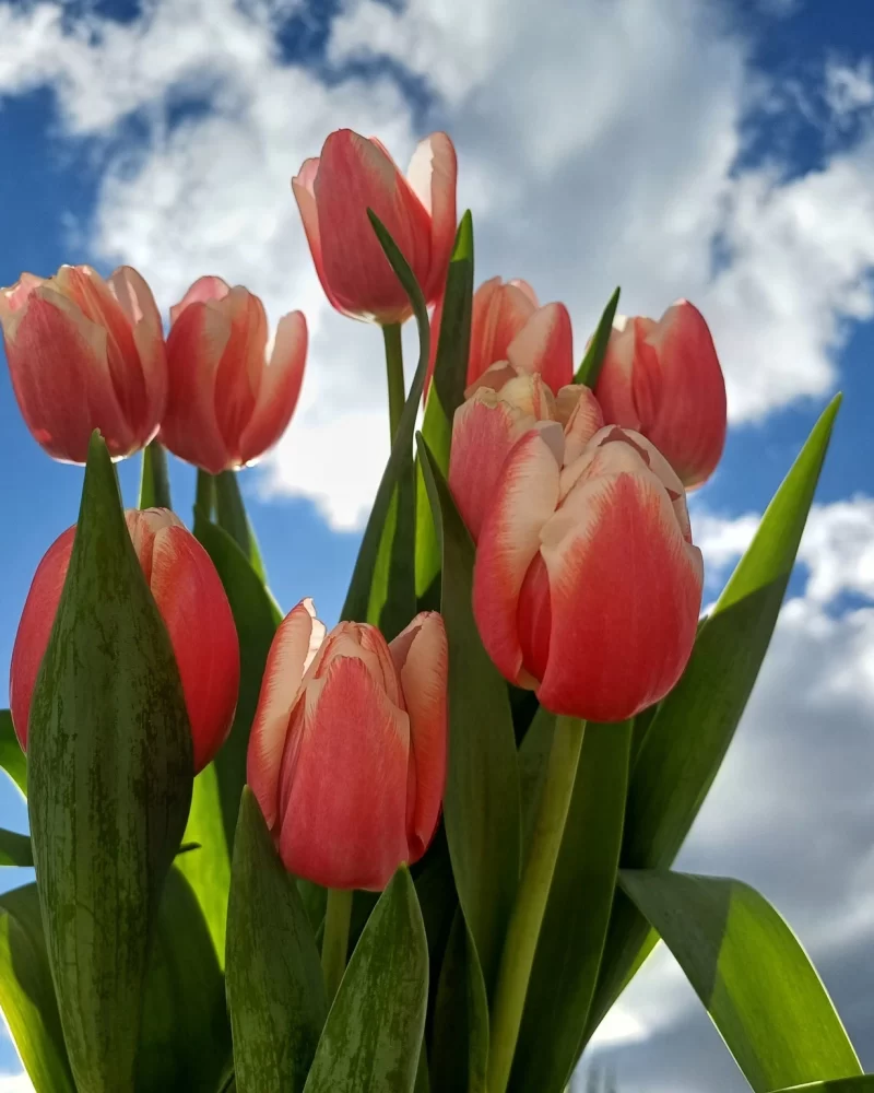 mimaflor-antigua-guatemala (187)